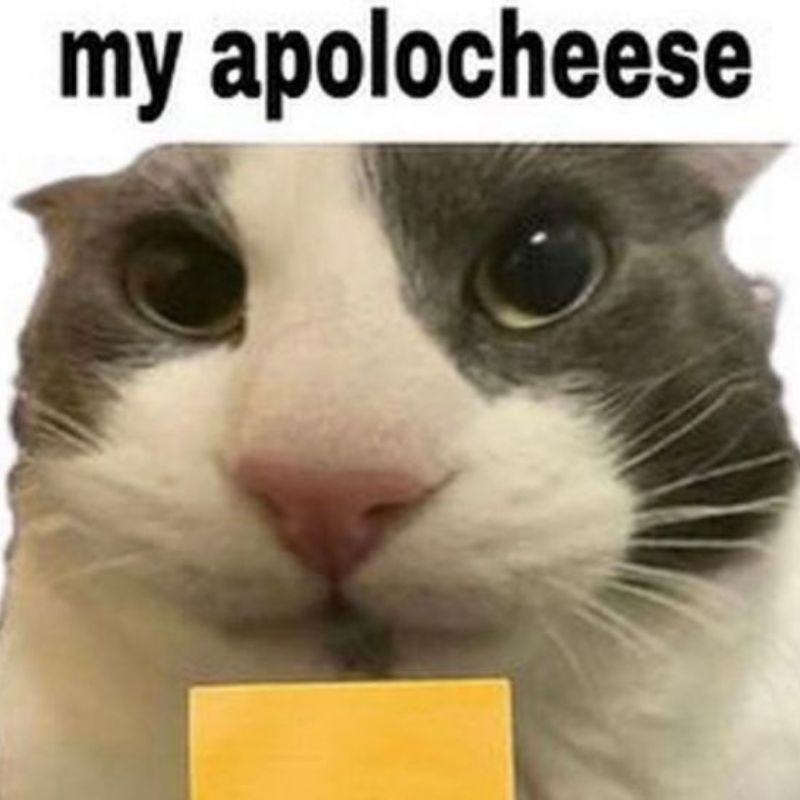 Ảnh chế meme mèo bựa