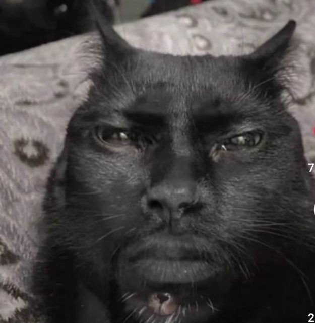Ảnh mewing meme