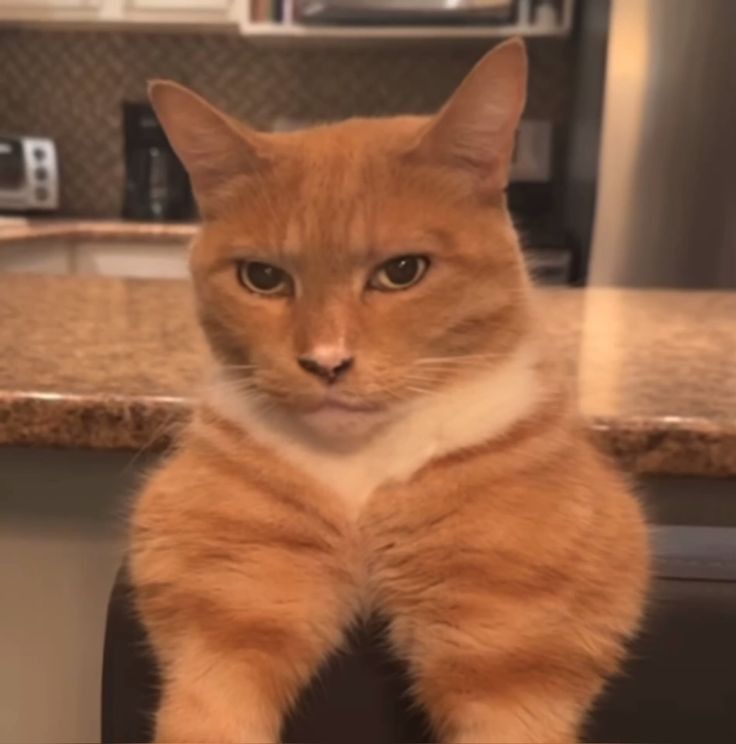 Bộ ảnh mewing meme