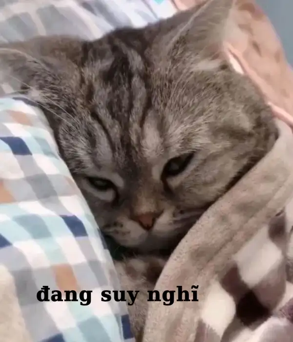 Cái mặt này là đang suy nghĩ thiệt