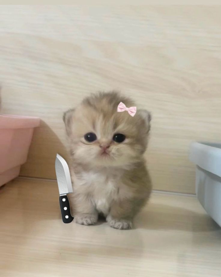 Chỉ cần mở túi là có mặt ngay