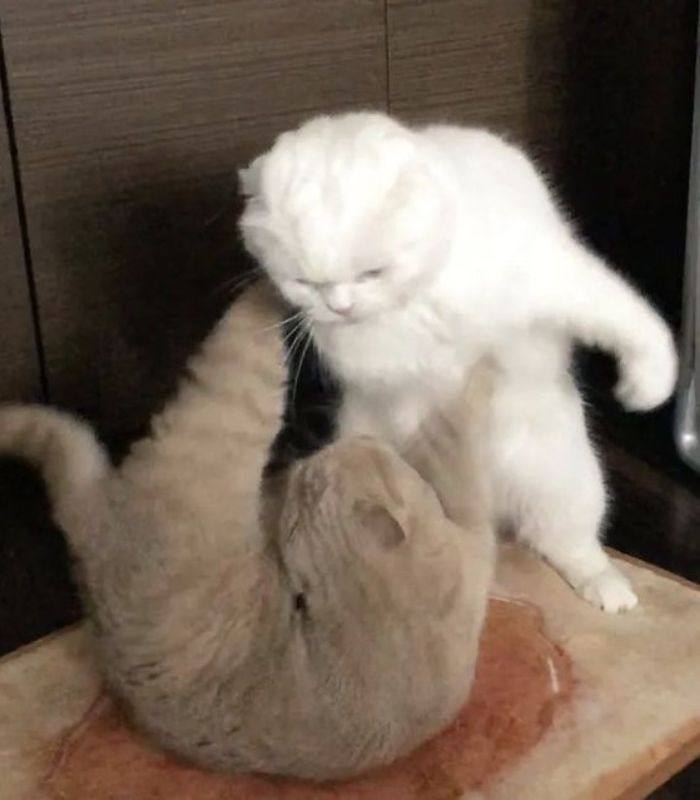 Giả bộ không thèm nhưng lát lại bò tới