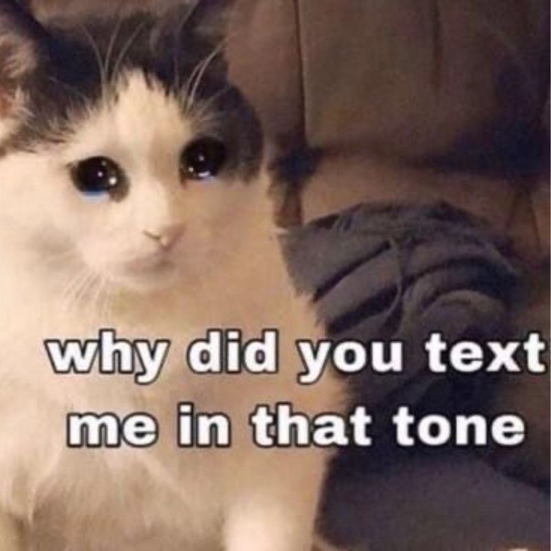 Meme mèo cầm hoa