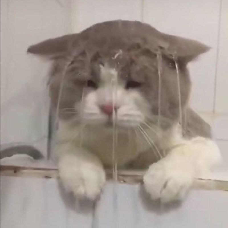 Meme mèo cười