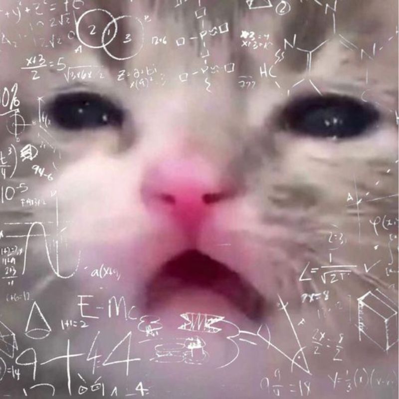 Meme mèo đeo nhẫn