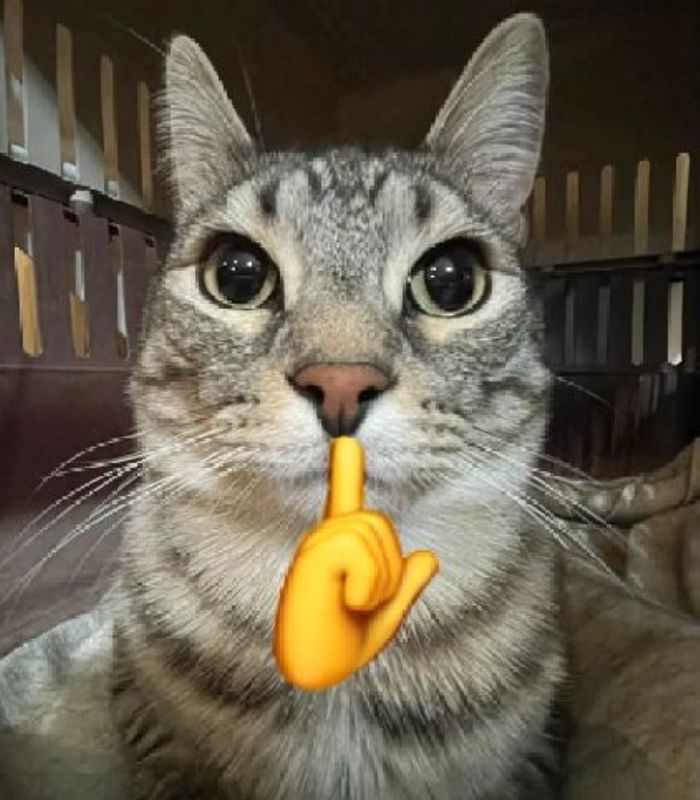 Meme mèo giơ ngón giữa