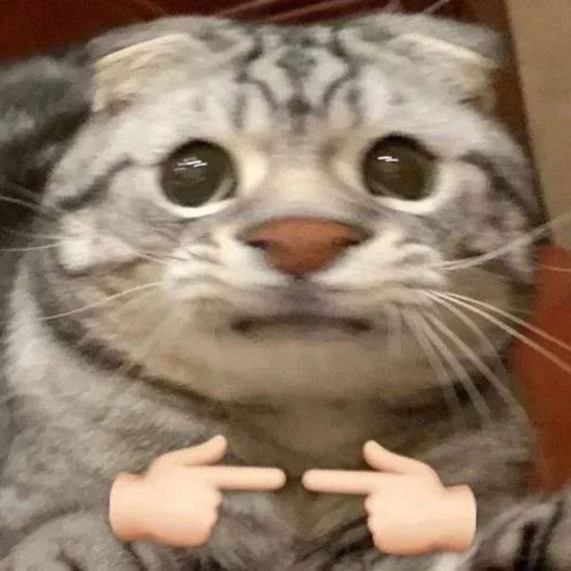 Meme mèo like