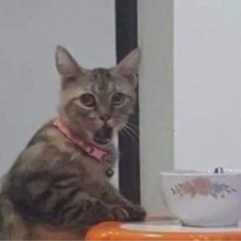 Mèo cơ bắp meme