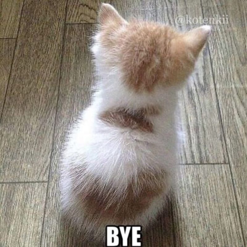 Mèo meme cute