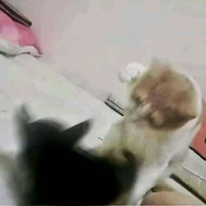 Mèo vừa ngủ dậy đã đòi giải thích sự đời