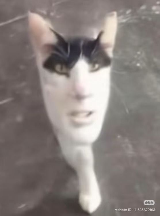 Mewing meme dễ quen