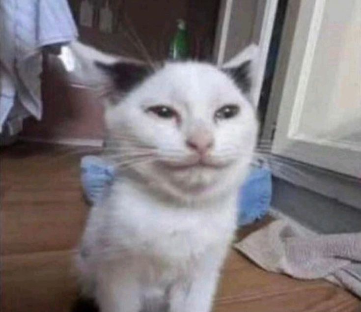 Mewing meme vô dụng