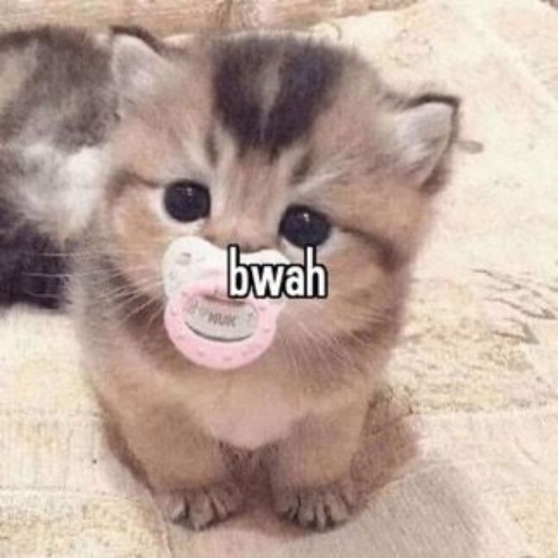 Sống chill hơn cả mình mà còn được nuông chiều