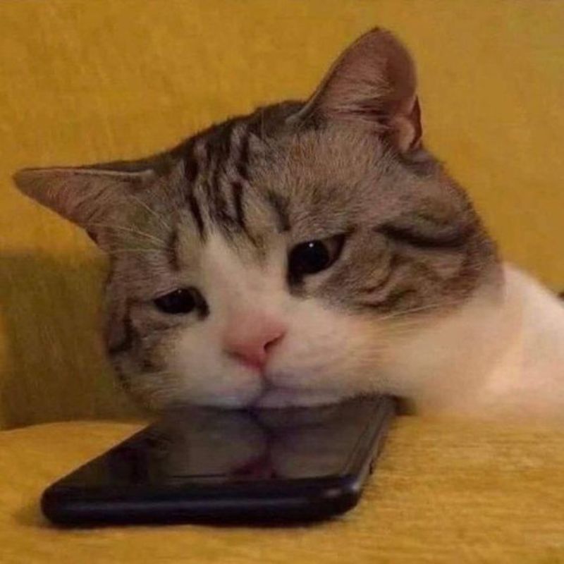 Tự dưng mèo nhìn tui như đòi nợ